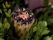 extant_StarTrek_VOY_5x04-InTheFlesh_00004.jpg