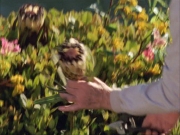 extant_StarTrek_VOY_5x04-InTheFlesh_00008.jpg