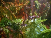 Filename=extant_StarTrek_VOY_5x05-OnceUponATime_00003.jpg
Filesize=328KiB
Dimensions=1200x900
Date added=Nov 12, 2019 extant_StarTrek_VOY_5x05-OnceUponATime_00003.jpg