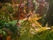 Filename=extant_StarTrek_VOY_5x05-OnceUponATime_00004.jpg
Filesize=311KiB
Dimensions=1200x900
Date added=Nov 12, 2019 extant_StarTrek_VOY_5x05-OnceUponATime_00004.jpg