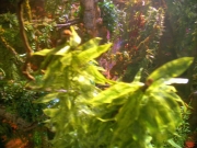Filename=extant_StarTrek_VOY_5x05-OnceUponATime_00005.jpg
Filesize=303KiB
Dimensions=1200x900
Date added=Nov 12, 2019 extant_StarTrek_VOY_5x05-OnceUponATime_00005.jpg