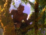 Filename=extant_StarTrek_VOY_5x05-OnceUponATime_00150.jpg
Filesize=313KiB
Dimensions=1200x900
Date added=Nov 12, 2019 extant_StarTrek_VOY_5x05-OnceUponATime_00150.jpg