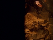 Filename=extant_StarTrek_VOY_5x05-OnceUponATime_03241.jpg
Filesize=148KiB
Dimensions=1200x900
Date added=Nov 12, 2019 extant_StarTrek_VOY_5x05-OnceUponATime_03241.jpg