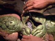 Filename=extant_StarTrek_VOY_5x08-NothingHuman_01799.jpg
Filesize=258KiB
Dimensions=1200x900
Date added=Nov 12, 2019 extant_StarTrek_VOY_5x08-NothingHuman_01799.jpg
