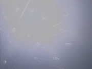 extant_StarTrek_VOY_5x25-Warhead_03574.jpg